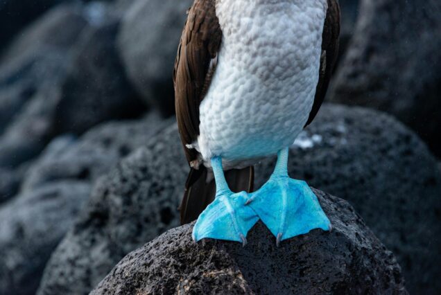 Seymour Island - Daytour