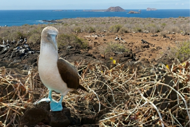 Islas Lobos
