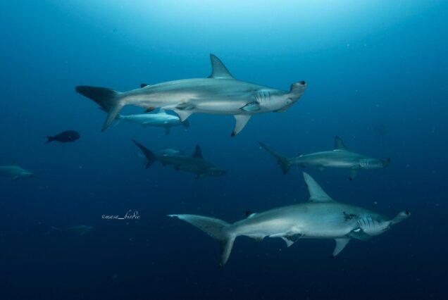 Diving in Galapagos